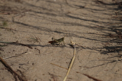 Schistocerca lineata