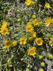 Grindelia squarrosa