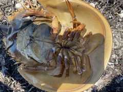 Limulus polyphemus