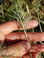 Artemisia campestris