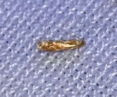 Philonome clemensella