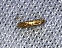 Philonome clemensella