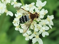 Leucozona glaucia