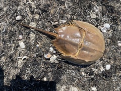 Limulus polyphemus