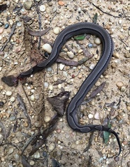 Agkistrodon contortrix