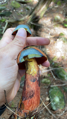 Boletus subvelutipes