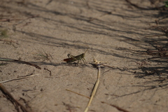 Schistocerca lineata