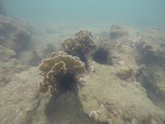 Millepora striata