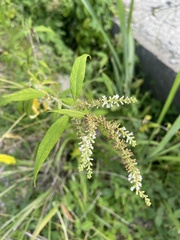 Buddleja asiatica