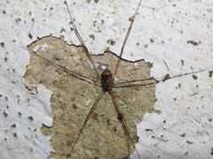 Leiobunum blackwalli