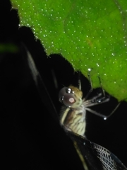 Neurothemis tullia