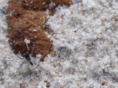 Araneae