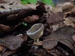 Helvella acetabulum
