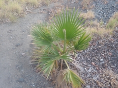 Washingtonia filifera
