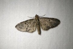 Eupithecia tripunctaria
