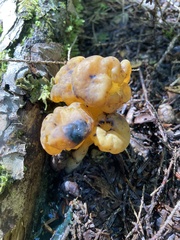 Leotia lubrica