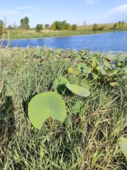 Nelumbo lutea