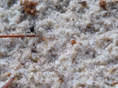 Araneae