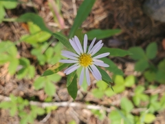 Symphyotrichum chilense