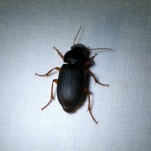 Strawberry Seed Beetle, 9351 Leek, Nederland, photo 7 of 10