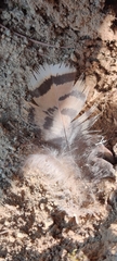 Tetrao urogallus
