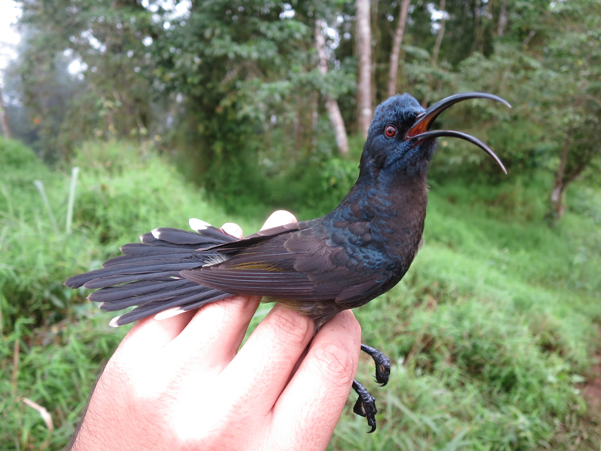 Sao Tome Sunbird illustration