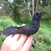 São Tomé Sunbird - Photo no rights reserved, uploaded by Ricardo Lima