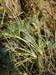 Artemisia campestris