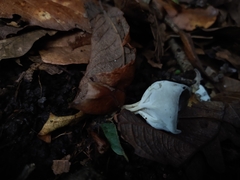 Helvella acetabulum
