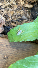 Hentzia mitrata