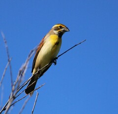 Spiza americana