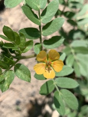 Kallstroemia parviflora