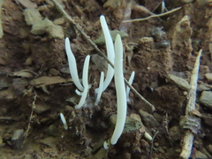 Clavaria fragilis