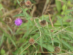 Centaurea nigra