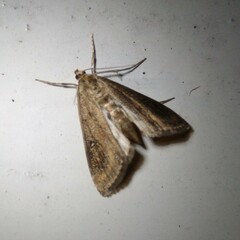 Parapoynx stratiotata