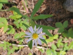 Symphyotrichum chilense