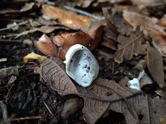 Helvella acetabulum