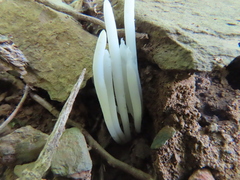 Clavaria fragilis