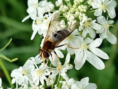 Leucozona glaucia