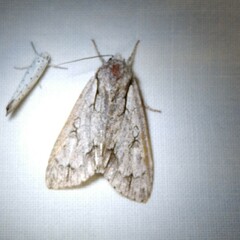 Acronicta