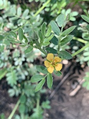 Kallstroemia parviflora