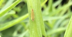 Cicadellinae