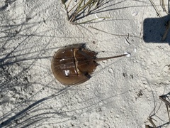 Limulus polyphemus