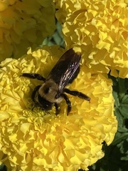Xylocopa virginica virginica