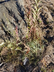 Artemisia campestris
