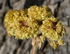 Eriogonum umbellatum