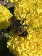 Xylocopa virginica virginica