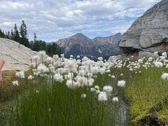 Eriophorum