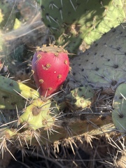 Opuntia semispinosa