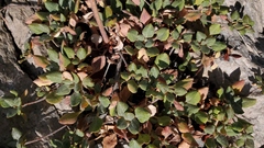 Eriogonum umbellatum